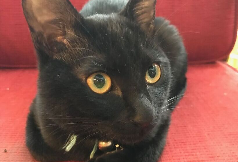 호텔 Pension Keyaki