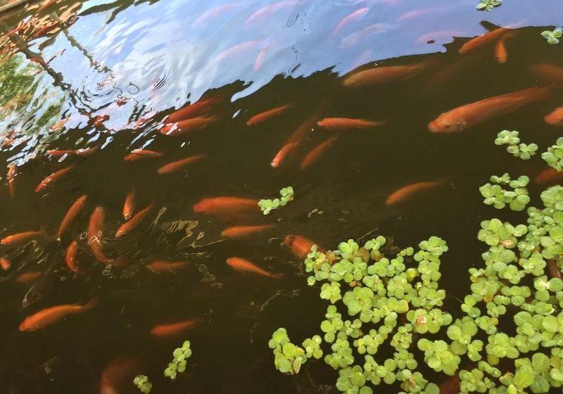 Fotos del hotel Huong Tuan Farmstay:  6