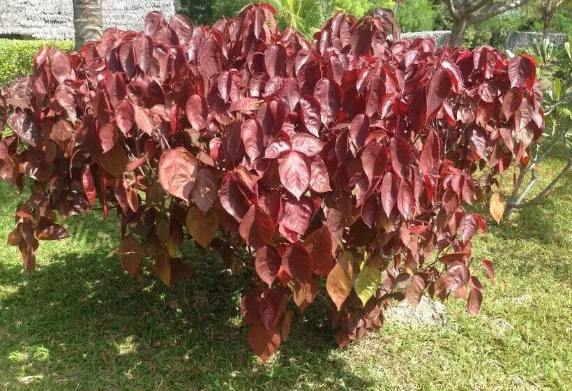 Hotelli Ocean Breeze Lodge