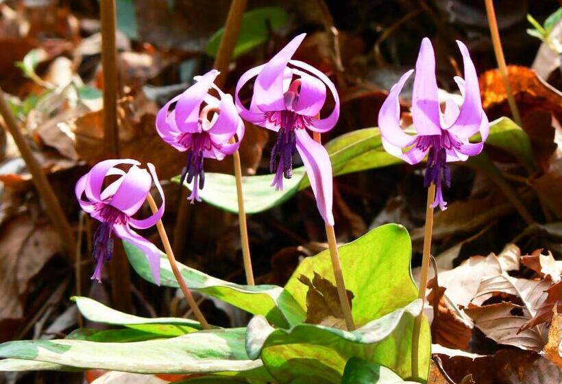 酒店 Ikoi No Mura Heritage Minoyama