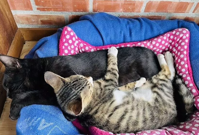 تختخواب و صبحانه Cat Sky Country Homestay
