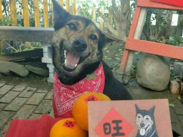 تختخواب و صبحانه Cat Sky Country Homestay