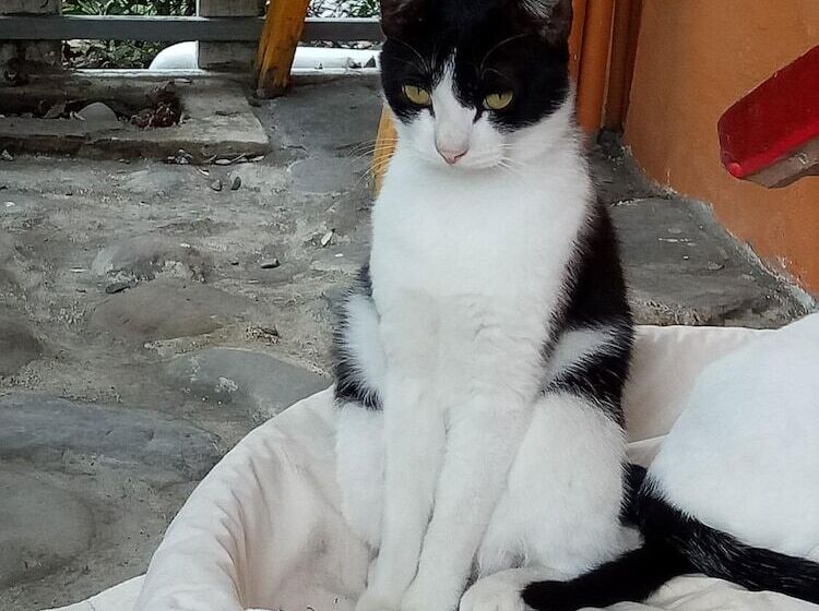 تختخواب و صبحانه Cat Sky Country Homestay