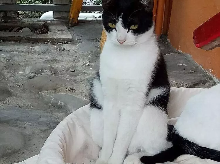 تختخواب و صبحانه Cat Sky Country Homestay