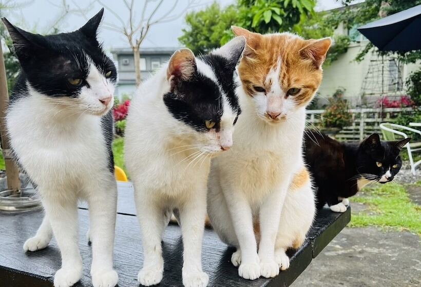 تختخواب و صبحانه Cat Sky Country Homestay