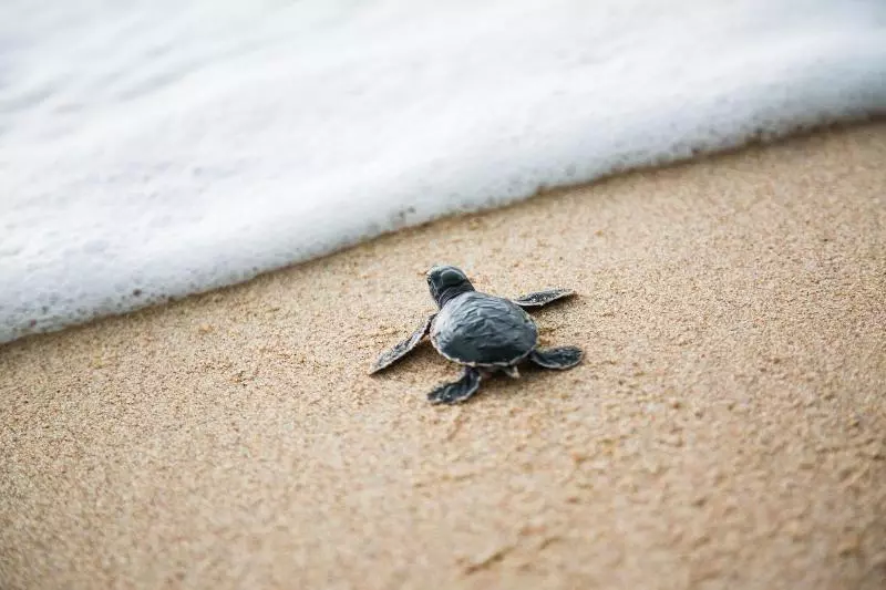 Hostelli Villa Marina Lodge & Condos