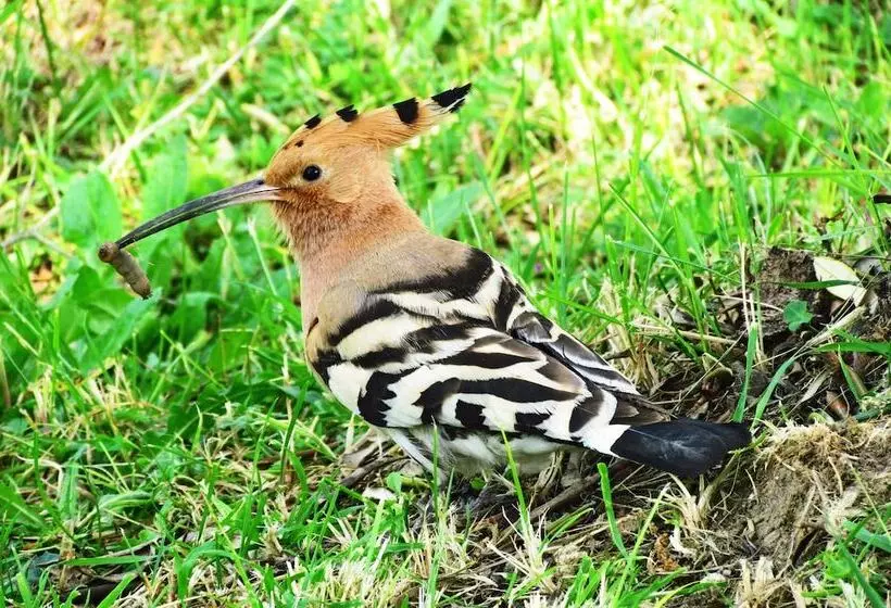 Hotelli Villa La Morina Agriturismo