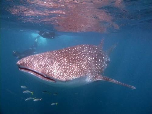 Pensionat Ate Amanha