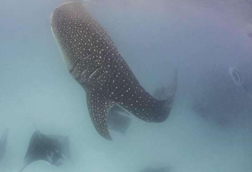 پانسیون Summer Shade Maldives