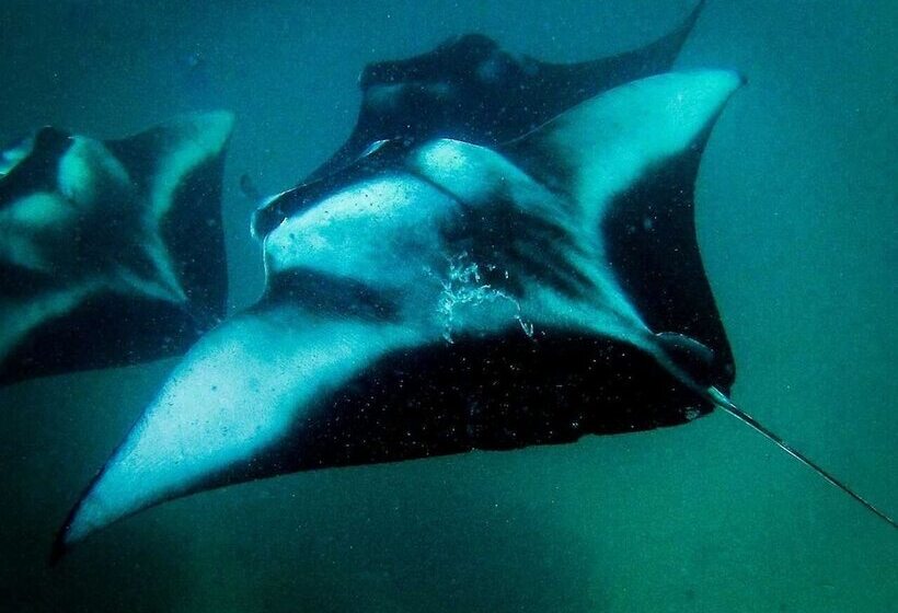 پانسیون Summer Shade Maldives