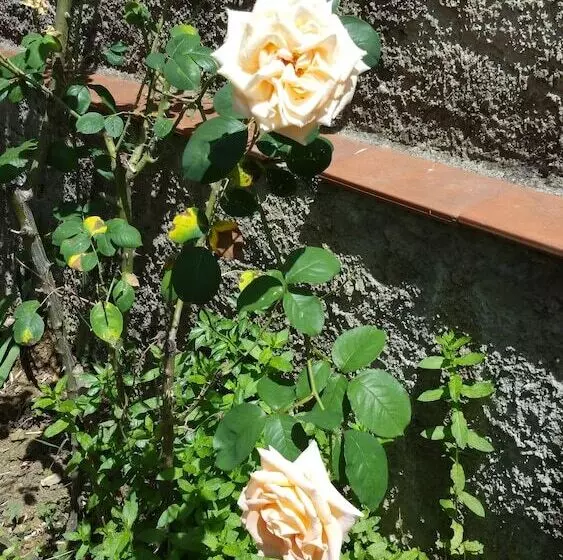 Majatalo Villa Nei Fiori