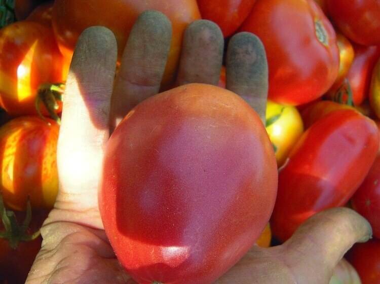 ホテル Agriturismo Ponterosa