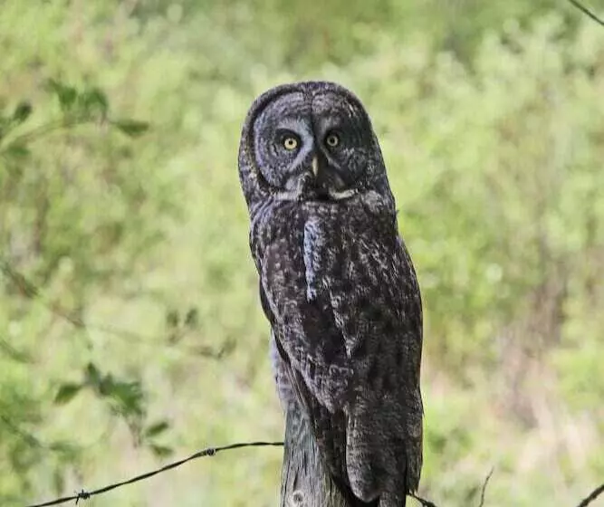 Motelli Schott’s Lake Conference & Resort