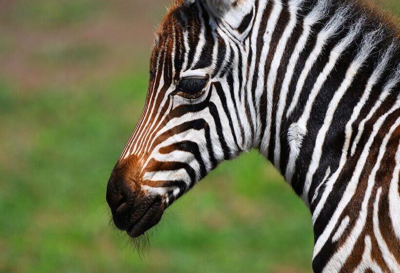 هتل Serengeti Safari Lodge