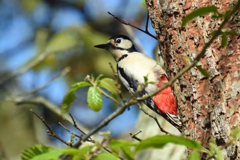 Hotelli Elm Grove Country House