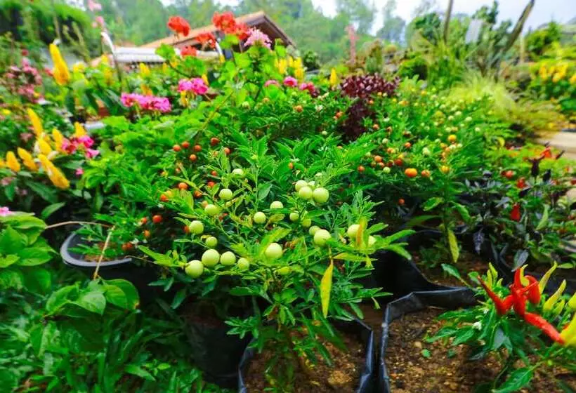 Ella Flower Garden Resort