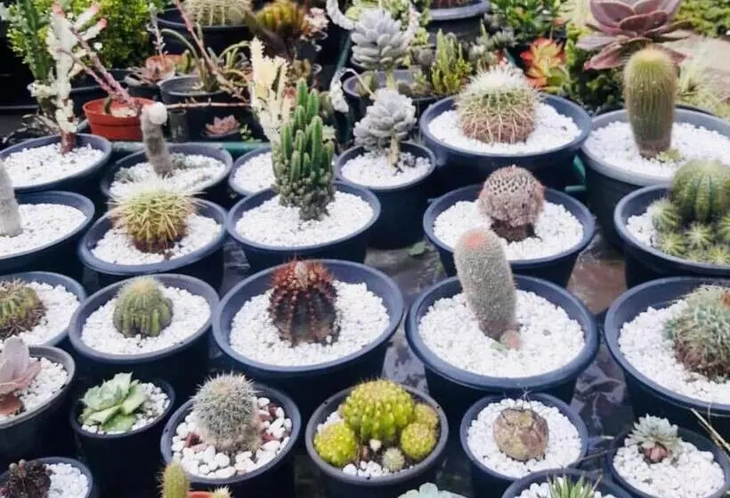 Ella Flower Garden Resort