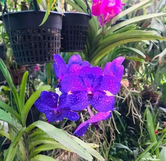 Ella Flower Garden Resort