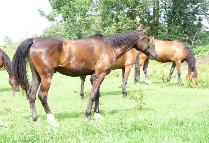 Sportpension Ramlhof