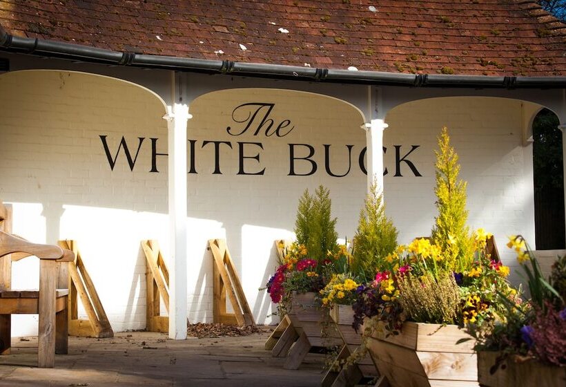 호스텔 The White Buck