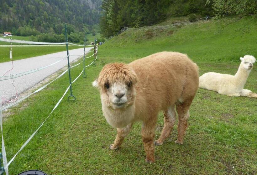 Gasthaus   Pension   Café Dörfl