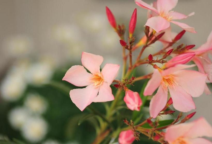 住宿加早餐  Pension Sonnheim
