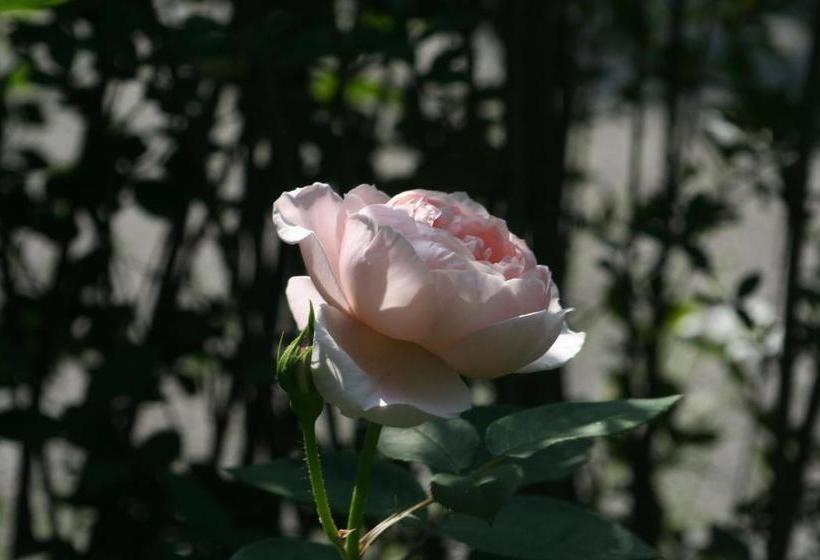 住宿加早餐  Pension Sonnheim