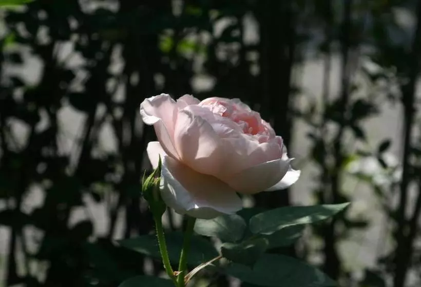 Aamiaismajoitus (B&B) Pension Sonnheim