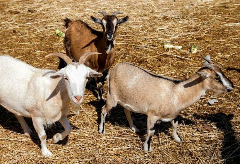 בית מלון כפרי Agriturismo 4 Ricci