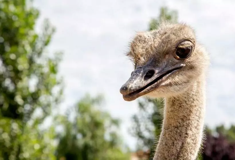 ホテル Agriturismo 4 Ricci