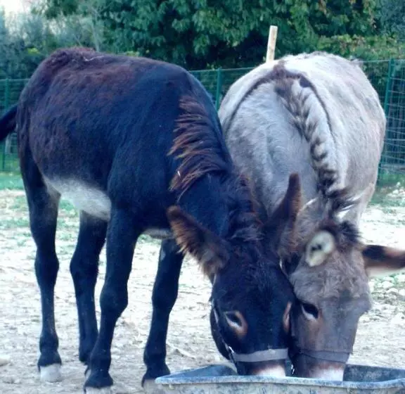 Hotelli Angelucci Agriturismo Con Camere E Agri Camping