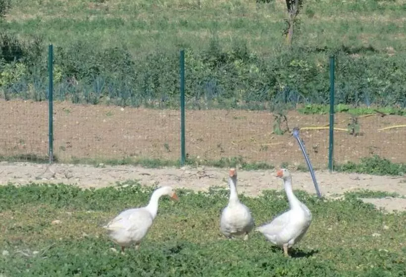 Hotelli Angelucci Agriturismo Con Camere E Agri Camping