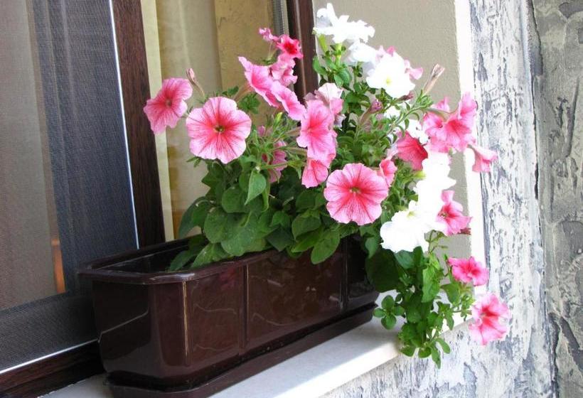 膳宿费 Guesthouse Petra