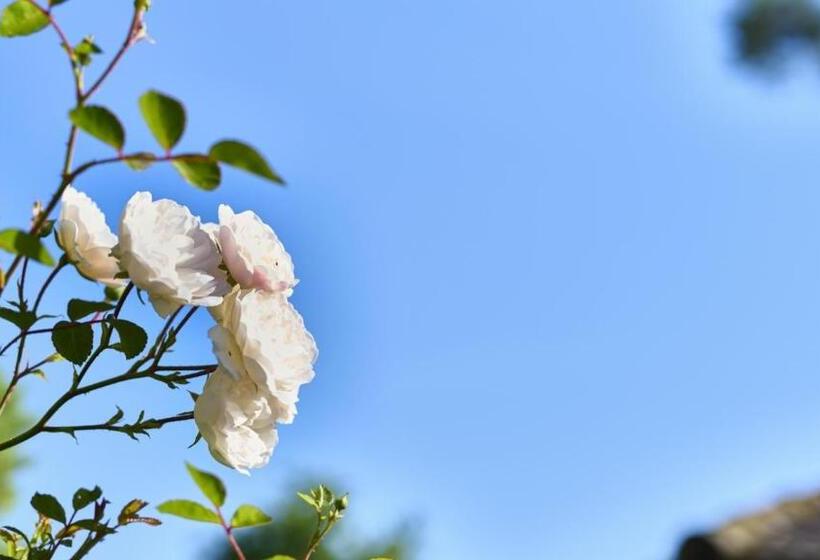 膳宿费 Garni Buchenhof