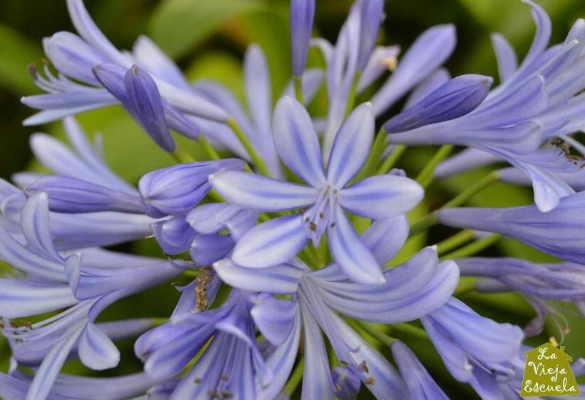 膳宿费 Posada La Vieja Escuela