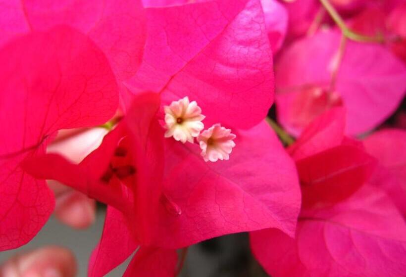 پانسیون Hostal Los Rosales