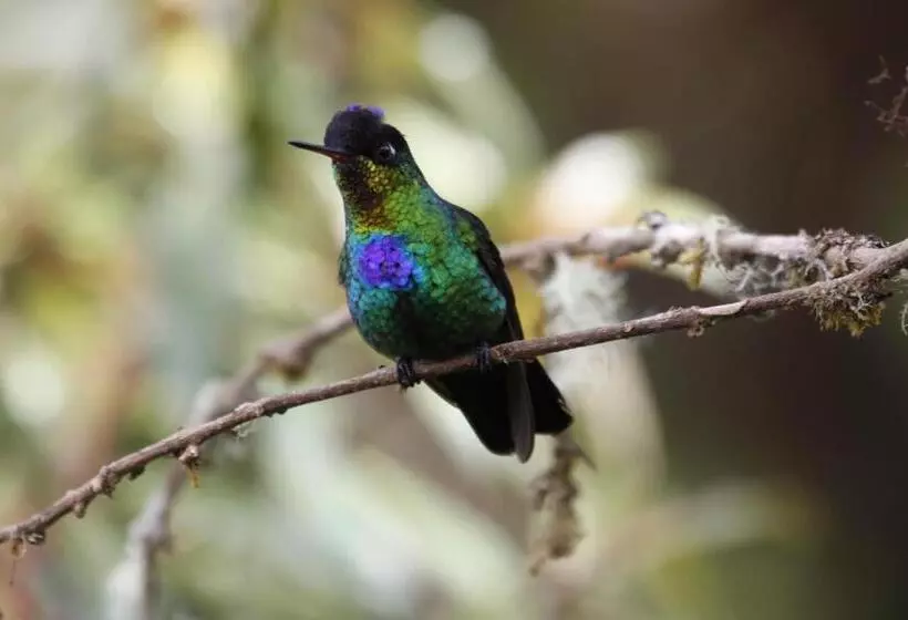 Hotelli Sueños Del Bosque Lodge