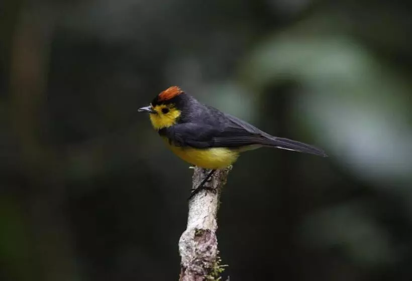 Hotelli Sueños Del Bosque Lodge