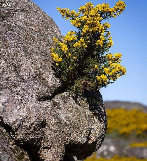 فندق Curral De L Tiu Pino