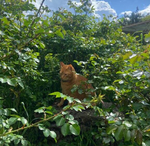 ホテル Chiesa Ignano 1778