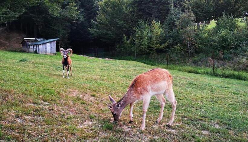 پانسیون Poiana Bucovat