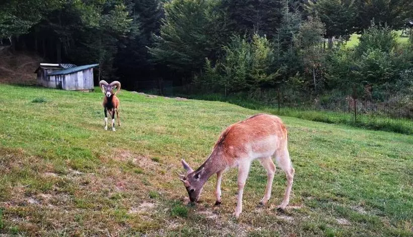 Majatalo Poiana Bucovat