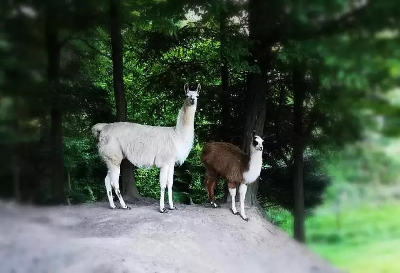 Majatalo Poiana Bucovat