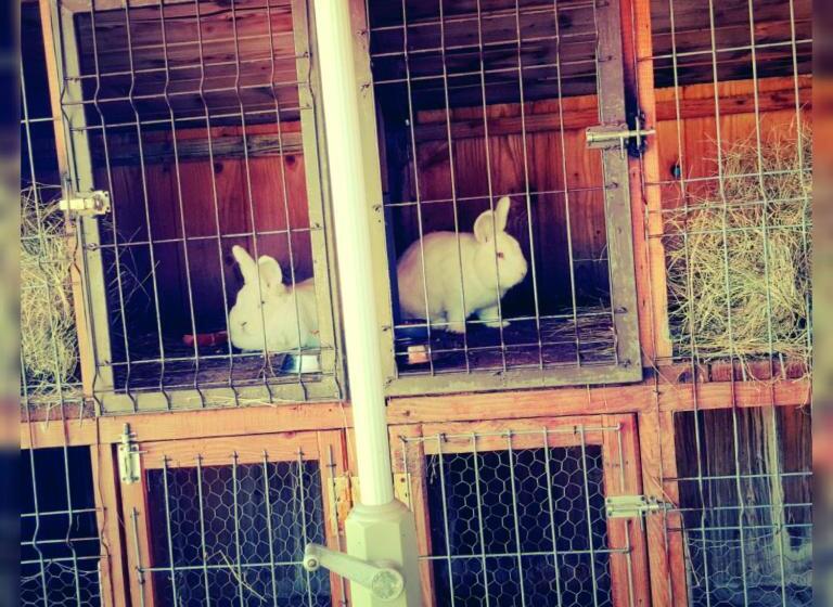 پانسیون Poiana Bucovat