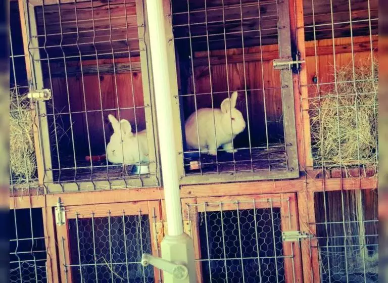 Majatalo Poiana Bucovat