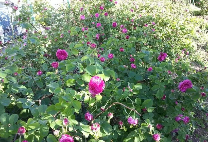 پانسیون Guest House Goa Mostar