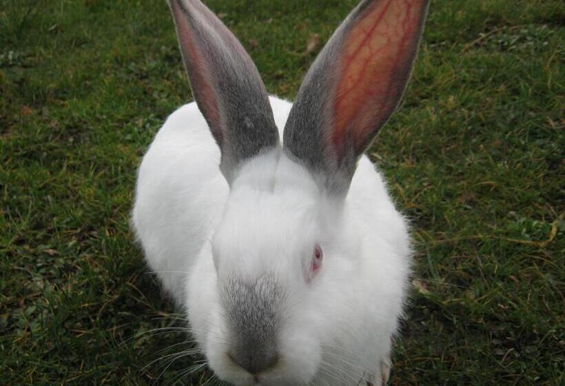 ホテル Agriturismo Casalpiano