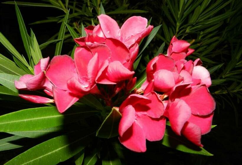 בית מלון כפרי Il Vecchio Frantoio