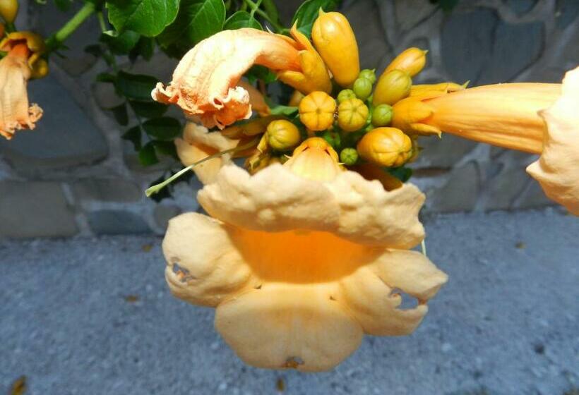 בית מלון כפרי Il Vecchio Frantoio