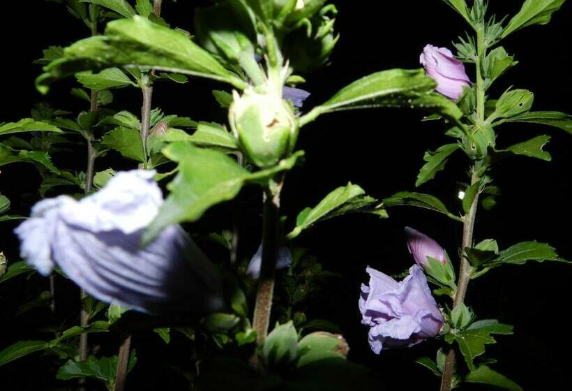 בית מלון כפרי Il Vecchio Frantoio